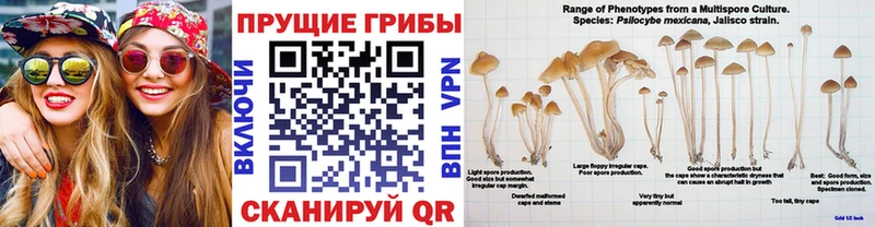 даркнет сайт  Рыбное  Псилоцибиновые грибы прущие грибы 